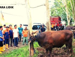 Bulukumba Jadi Daerah Pemasok Ternak Sapi, 46 Ekor Sapi Qurban Dikirim ke Kalimantan